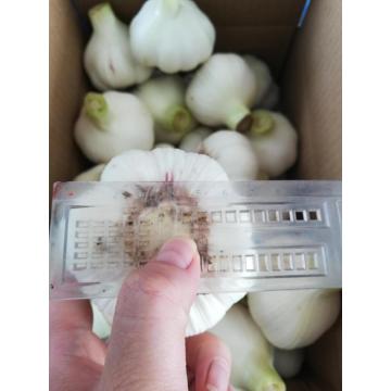 Natural fresh white garlic wholesales