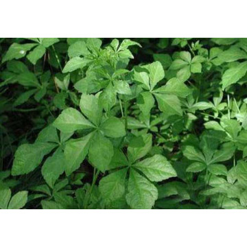 Eleutheroside0.8% Acanthopanax Senticosus Extract