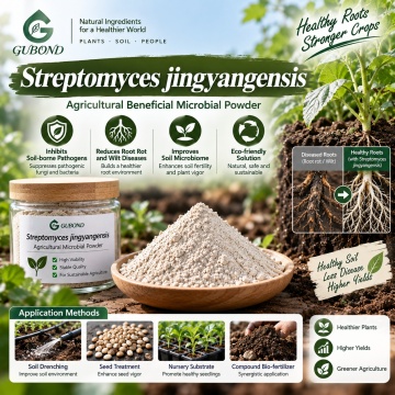 نظرة عامة على مسحوق Streptomyces jingyangensis Microbial لإدارة التربة والريزوسفير
