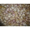 2019 Hot Sale Fresh Garlic