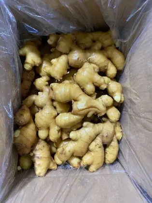 Super Quality Fresh/Air dried Ginger