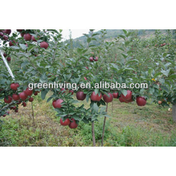 cheapest tianshui huaniu apple hot sale