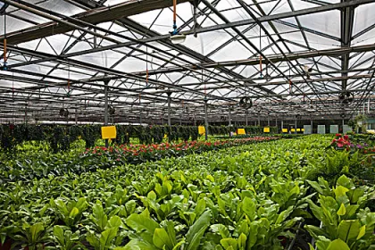 Best Grow Light GE Spider