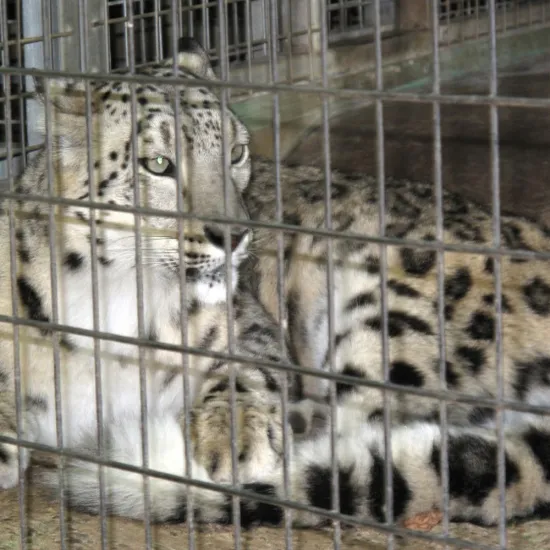 Animals Stainless Steel Welded Mesh Cage