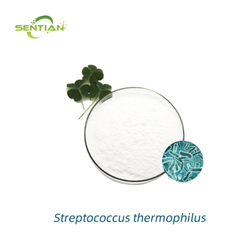 Streptococcus thermophilus