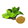 100% nieren grüne Tee -Polyphenole