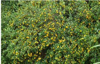 Natural Fresh Mandarin Oranges Kinnow Contains Thiamine ( v