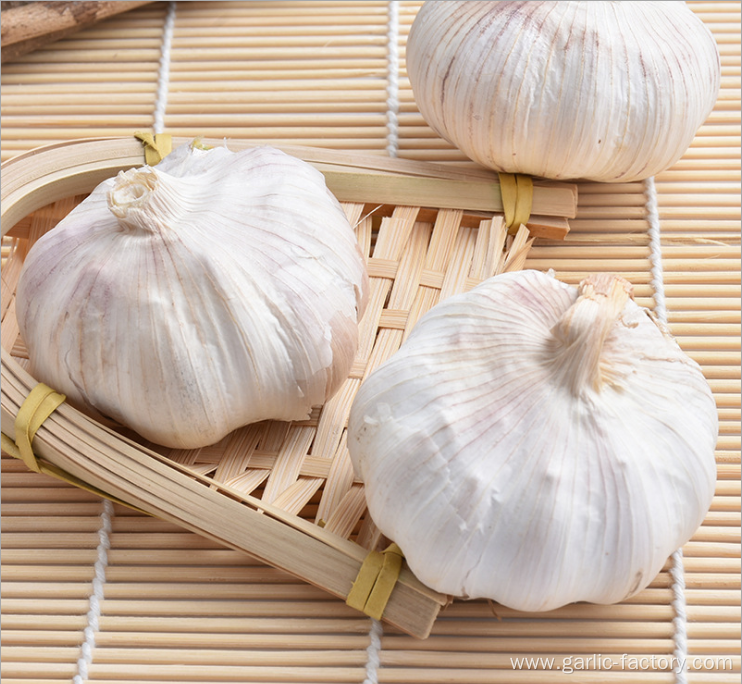 2020 market fresh garlic price