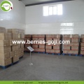 Factory Wholesale Dried Red Wolfberry