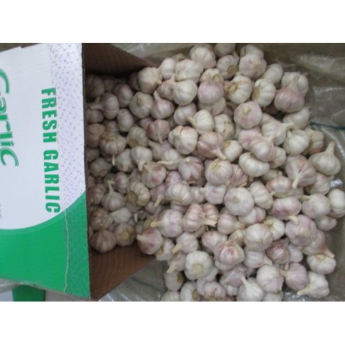 Export Standard Normal White Garlic 2020