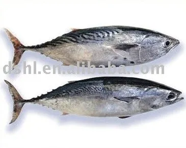 frozen skipjack bonito,bonito tuna, stripe fish, skipjack tuna fish, bomb fish, bullet fish,frozen Atlantic bonito