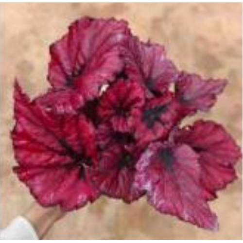 2022 plant begonia 10