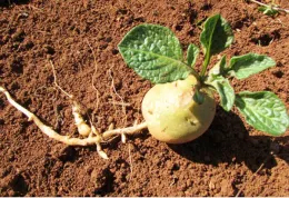 shandong new crop best quality yellow holland potato