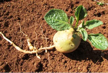 shandong new crop best quality yellow holland potato