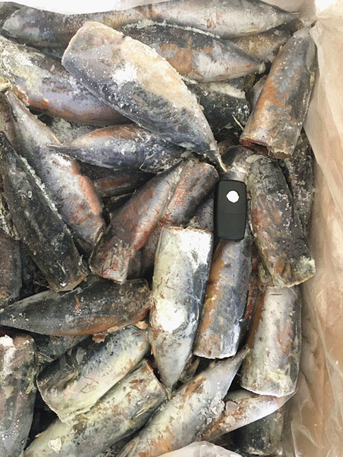 Top Grade Sea Frozen Bonito HGT