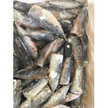 Frozen Bonito HGT in Season