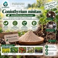 Coniothyrium minitans مسحوق ميكروبي لإدارة التصلب