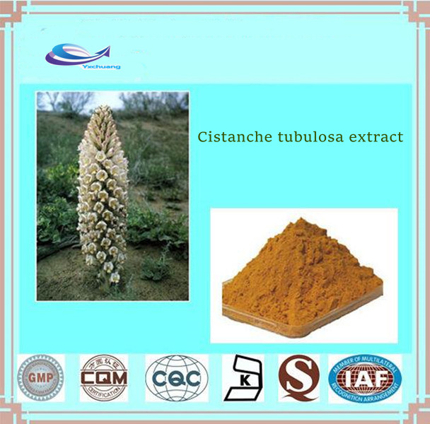 cistanche tubulosa extract benefits