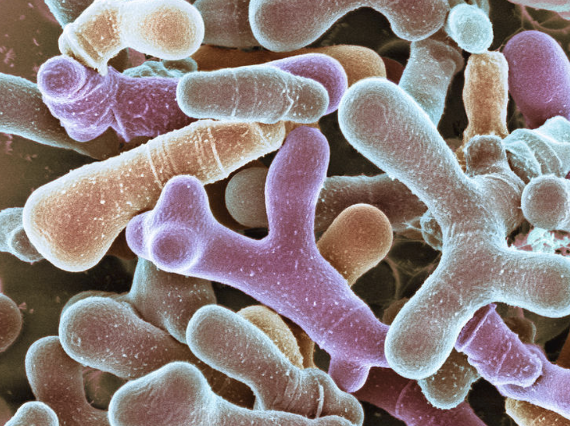 Food Grade Bifidobacterium Breve