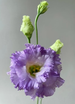 雲南の花の輸出ダスティ グレー トルコギキョウ最高品質