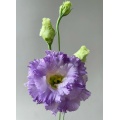 ইউনান ফুল রপ্তানি ডাস্টি গ্রে Lisianthus প্রিমিয়াম মানের