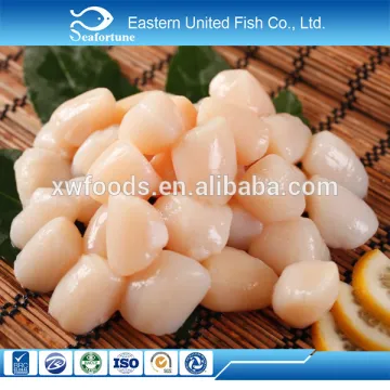 new arrival scallop meat prices