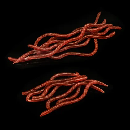 Wholesale Soft Bait Worm Set 8cm-10cm PET Material Fishing Gear