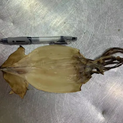 Title: **Dried Indian Ocean Squid**