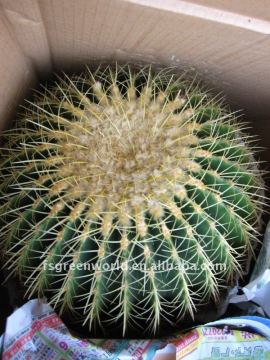 Echinocactus grusonii D40cm big cactus