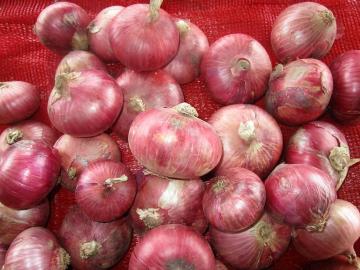 Taglie 7.0-10 cm Cipolla rossa fresca Migliore qualità