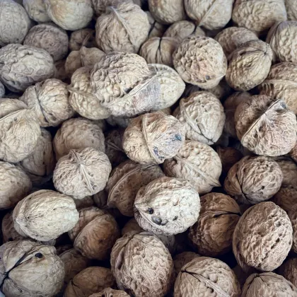 Washed Organic Walnut Fruit