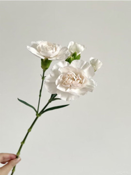 Clavel en spray Jazmín Rosa