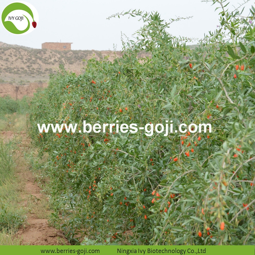 Goji berry