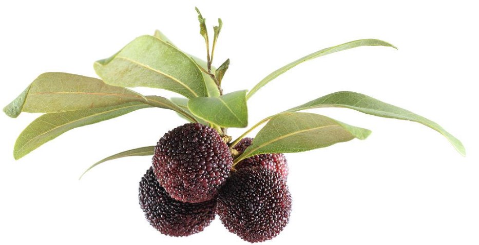 bayberry powder