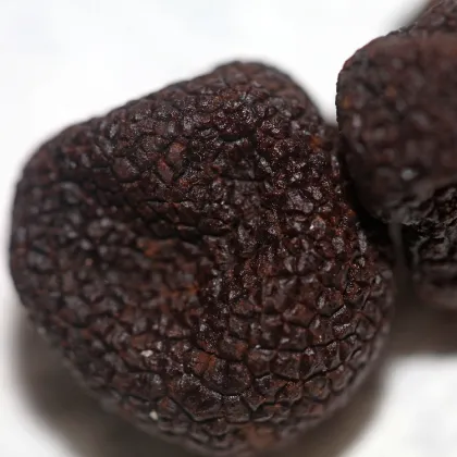 Black Truffle powder wholesale