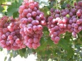 Uvas vermelhas de yunnan