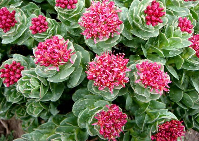 Rhodiola Rosea Extract