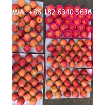 fresh royal gala west apples China Manufacturer