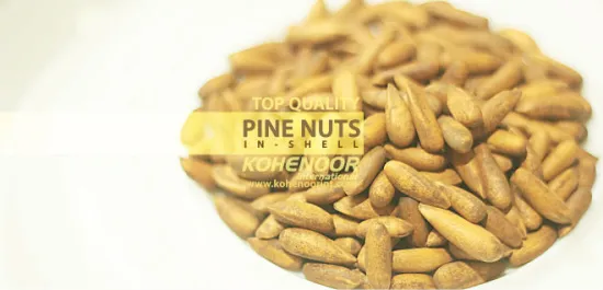 Pine Nuts in shell