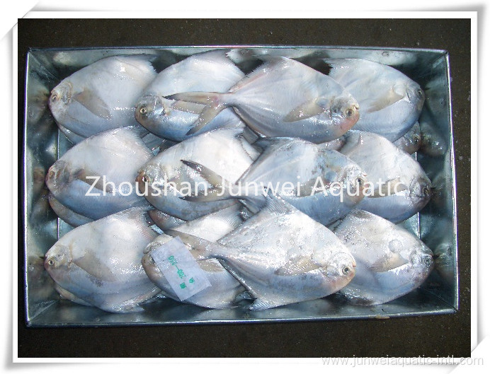 good quality frozen pomfret for market