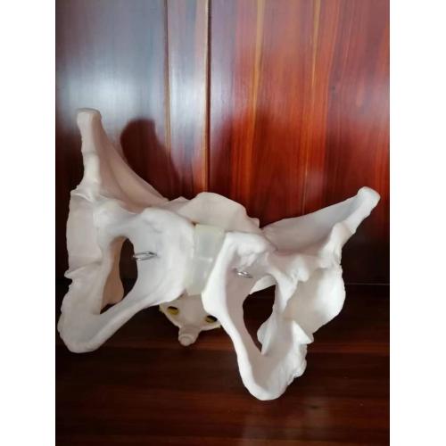 Normal Lumbar Assembly Model Adult Female Pelvic Structure Model Manufactory