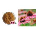 Wholesale Price Echinacea Extract
