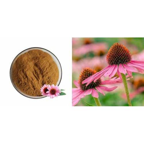 Wholesale Price Echinacea Extract