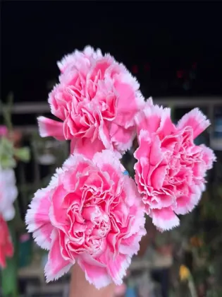 Smile Carnation single headed