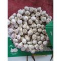 Cold Storing Fresh Garlic Crop 2020