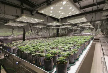 CE ROHS Full Spectrum 1000w COB Grow Light