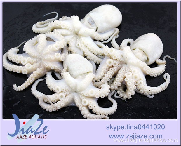 Delicious Frozen whole octopus IQF