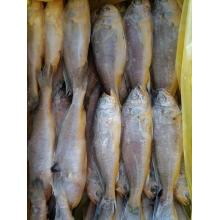 Croaker kuning kecil beku /croaker kuning bayi