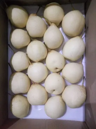 Fresh Sweet Juicy Ya pears with Best Price