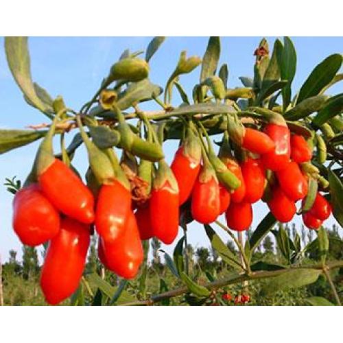 Herbal Medicine Goji Berry Extract, Black Wolfberry Extract Supplier